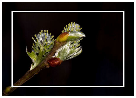 Spring is in de lucht