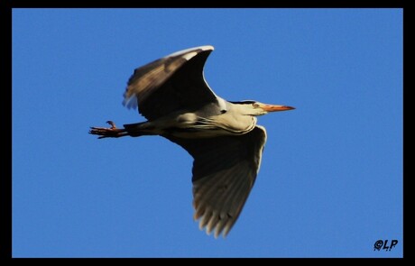 Reiger