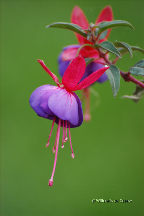 Fuchsia