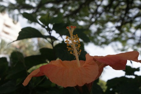 Hibiscus