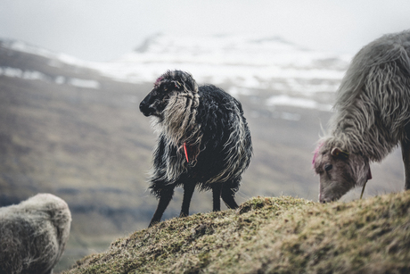 Sheep of the Faroe Islands