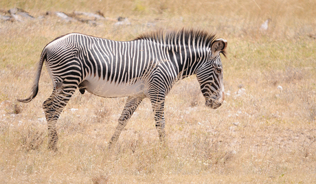 Bijzondere zebra