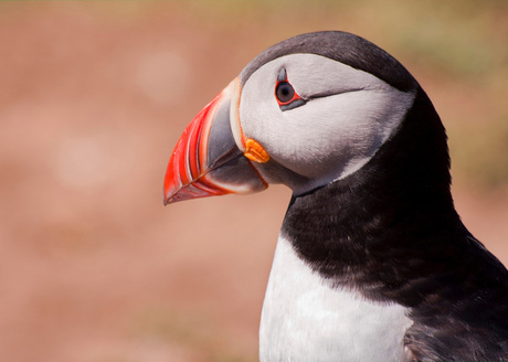 Skomer Island puffin