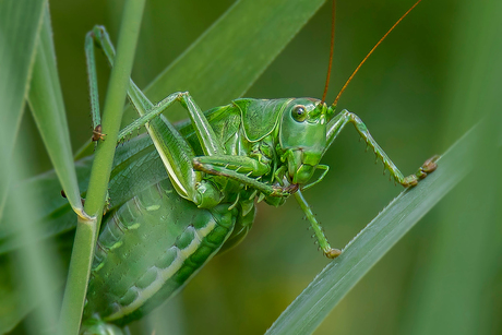 Grote groene sabelsprinkhaan