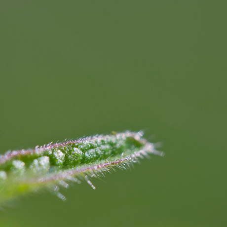 Macro-Westerpark 7