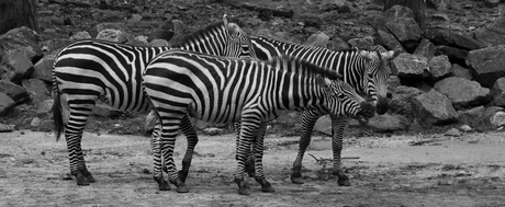 Zebra's in Burgers ZOO