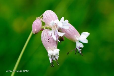 Blaassilene