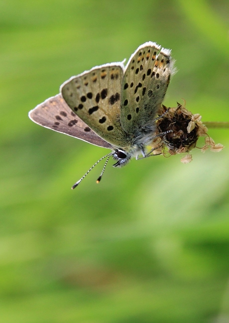 Mooie kleine vlinder