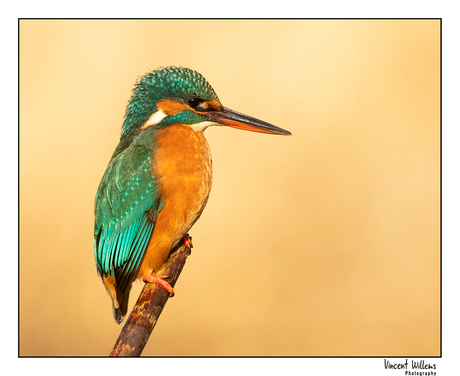 A proud Kingfisher