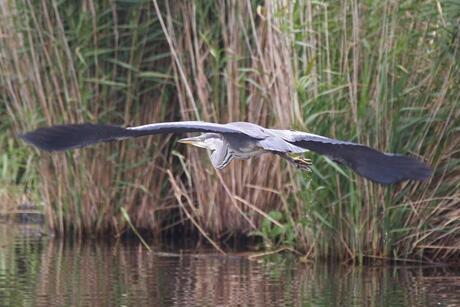 Reiger