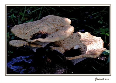 Deze had ik ook nog niet.