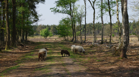 Schapen in het Drentse landschap