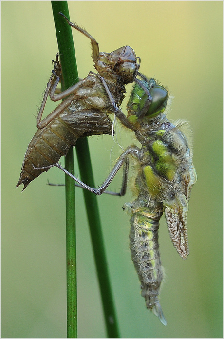 Uitsluipen van een Libelle