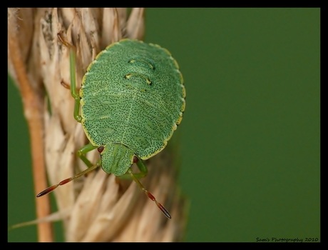 Een groene stinkwants...