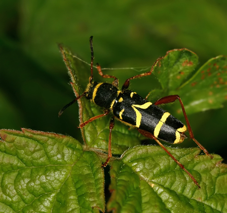 Kleine wespen boktor