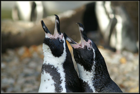 Blatende pinguïns
