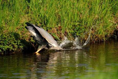 Reiger