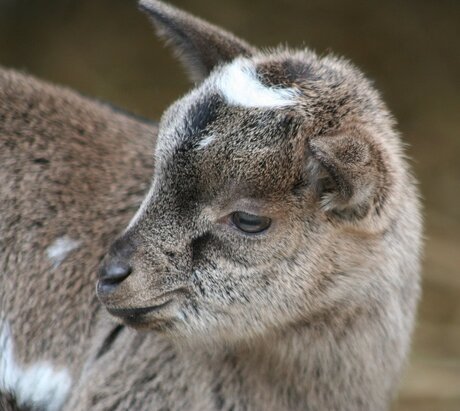 baby Geitje