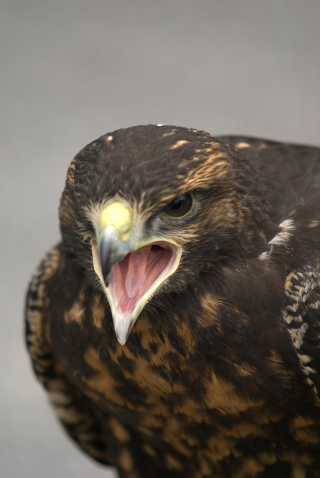 buizerd