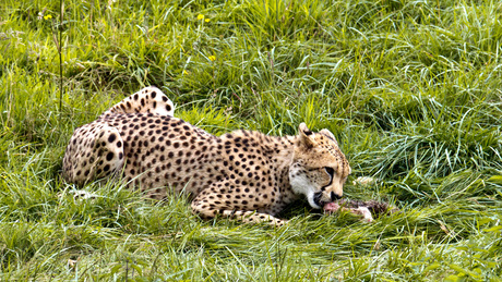 Cheetah at lunch