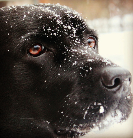 Doggie in the Snow