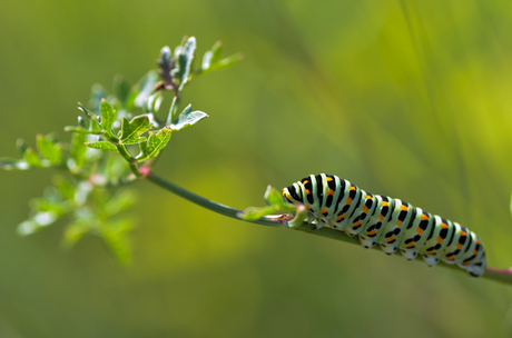 Rups Koninginnenpage