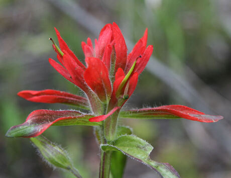 Indian Paintbrush