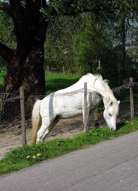 Het gras is bij de buren altijd....groener