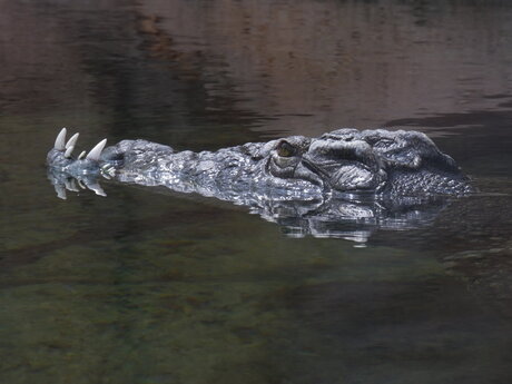 Krokodil in Blijdorp.