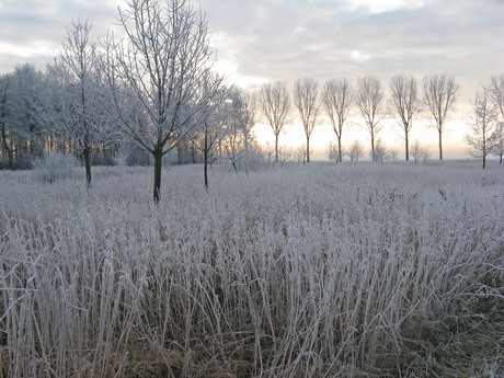 Winter in de Krimpener polder