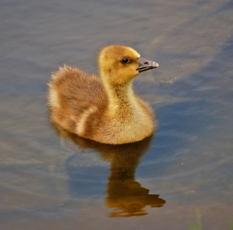 Vast in het water