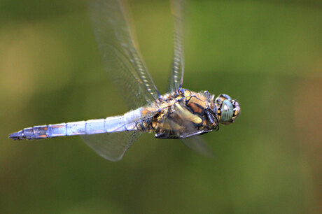 Vliegende libelle