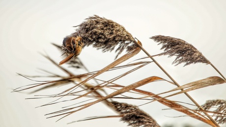 De wind in je veren