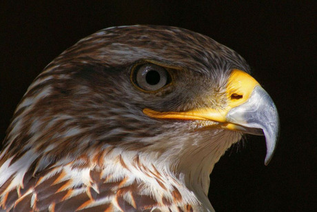 Koningsbuizerd