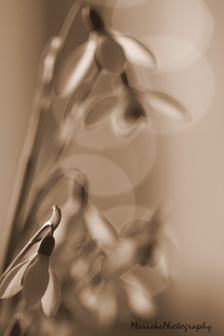 Sneeuwklokjes in sepia