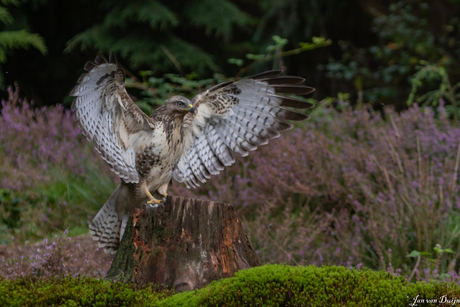 buizerd