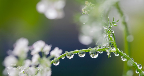 pearls of rain