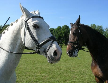 Ontmoeting tussen 2 paarden