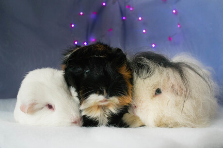 Cavia's