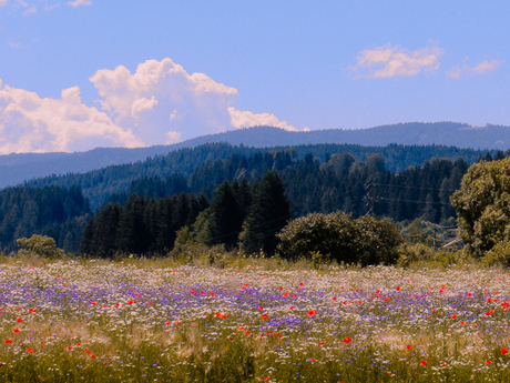 Bloemenveld Oostenrijk