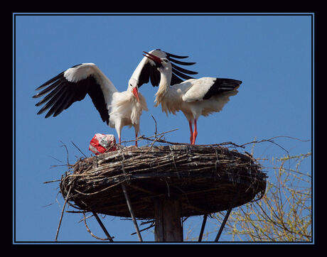 Avifauna 3