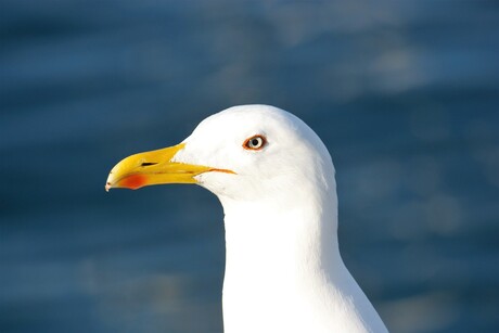 gaviota argéntea; zilvermeeuw (2)