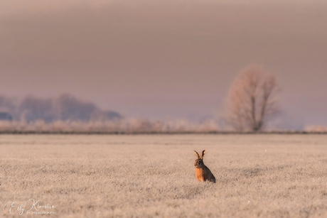 Haas in een winters tafereel