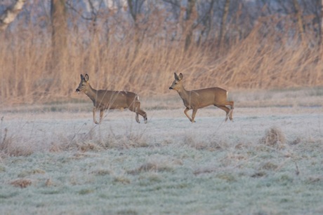 2 reeën aan het wandelen