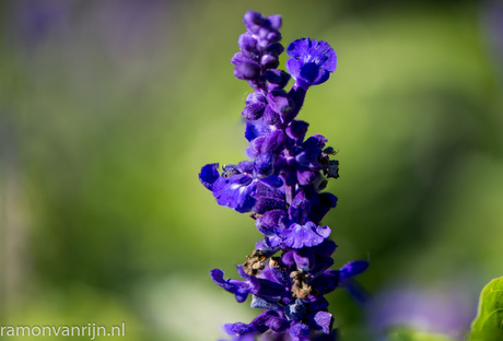 Botanische Tuinen Utrecht-127-bewerkt.jpg