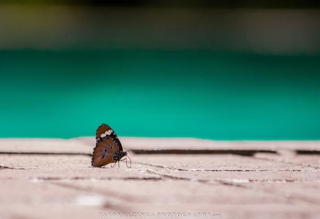 Butterfly @ Zuid-Afrika