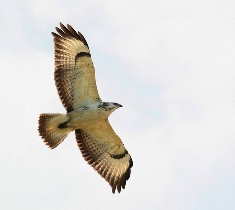 Buizerd