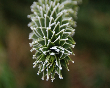 Apenboom met rijp (2)