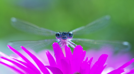 Oog in oog met het lantaarntje vanachter een ijsbloemtjet