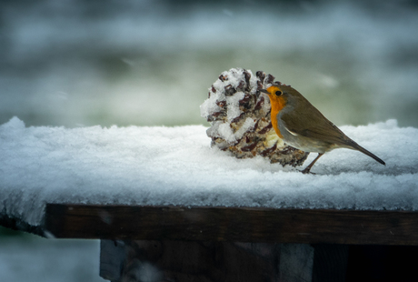 lunchtime in the snow